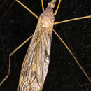 Image of Tipula (Platytipula) ultima Alexander 1915