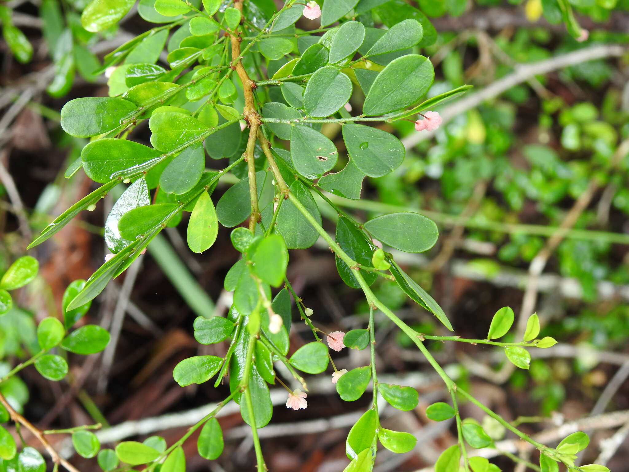 Image of Synostemon albiflorus (F. Muell. ex Müll. Arg.) Airy Shaw