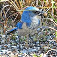 Image of Florida Jay