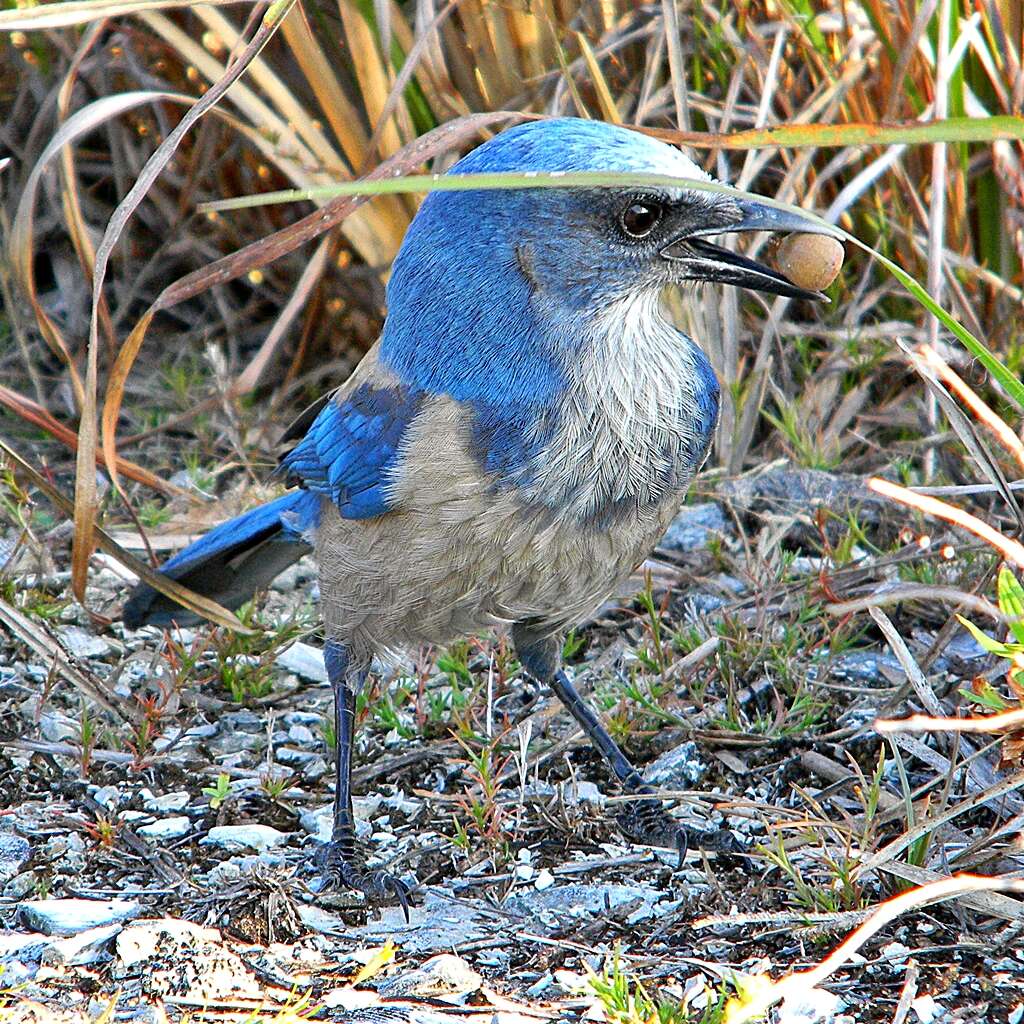 Image of Florida Jay