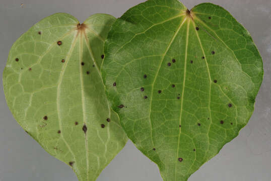 Image of Colletotrichum aotearoa B. S. Weir & P. R. Johnst. 2012