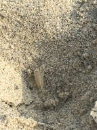 Image of northern big-eyed sandhopper
