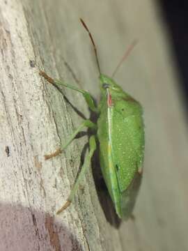 Image of Stink bug