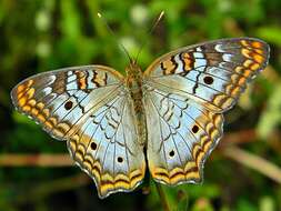 Image of White Peacock