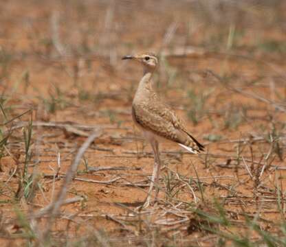 Image of Somali Courser