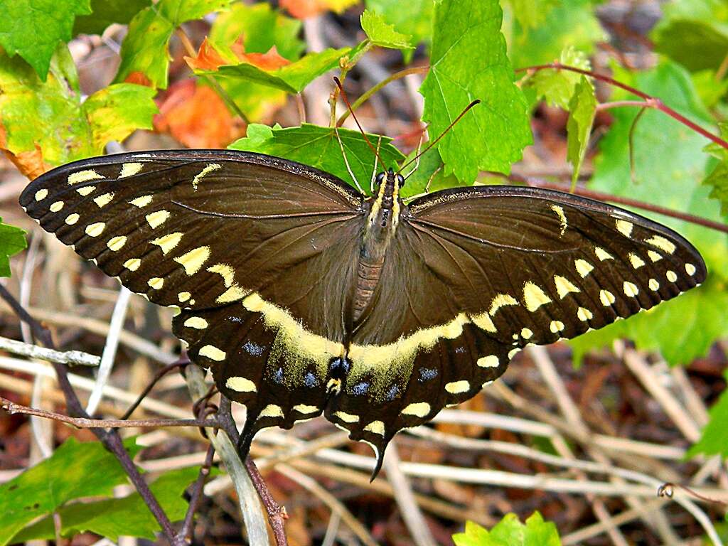 Image of Palamedes Swallowtail