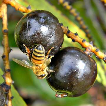 Image of serenoa