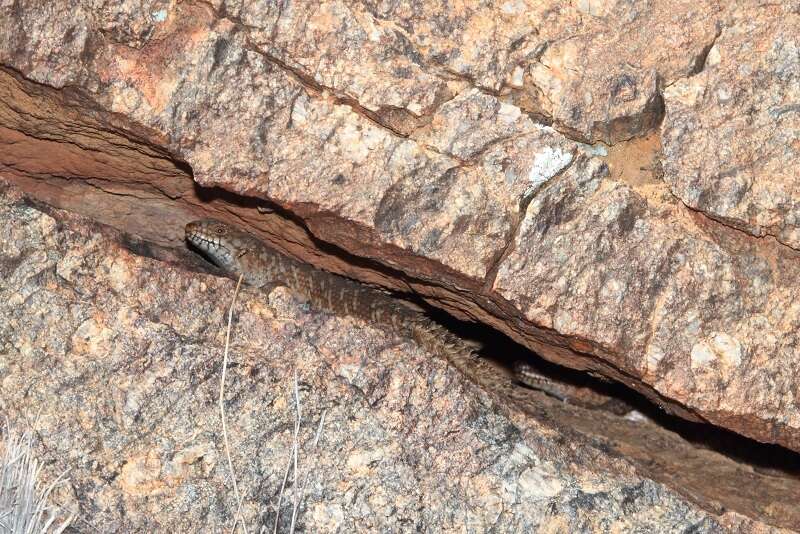 Image of Gidgee Skink