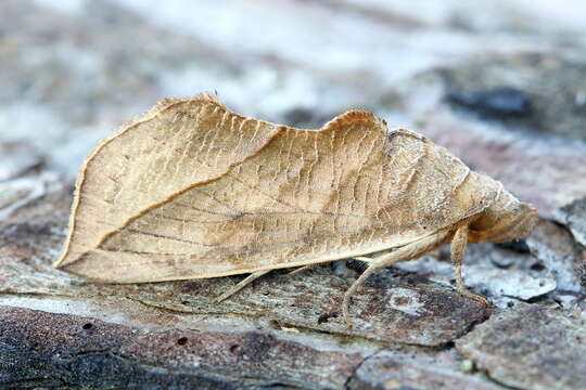 صورة Calyptra thalictri Borkhausen 1790