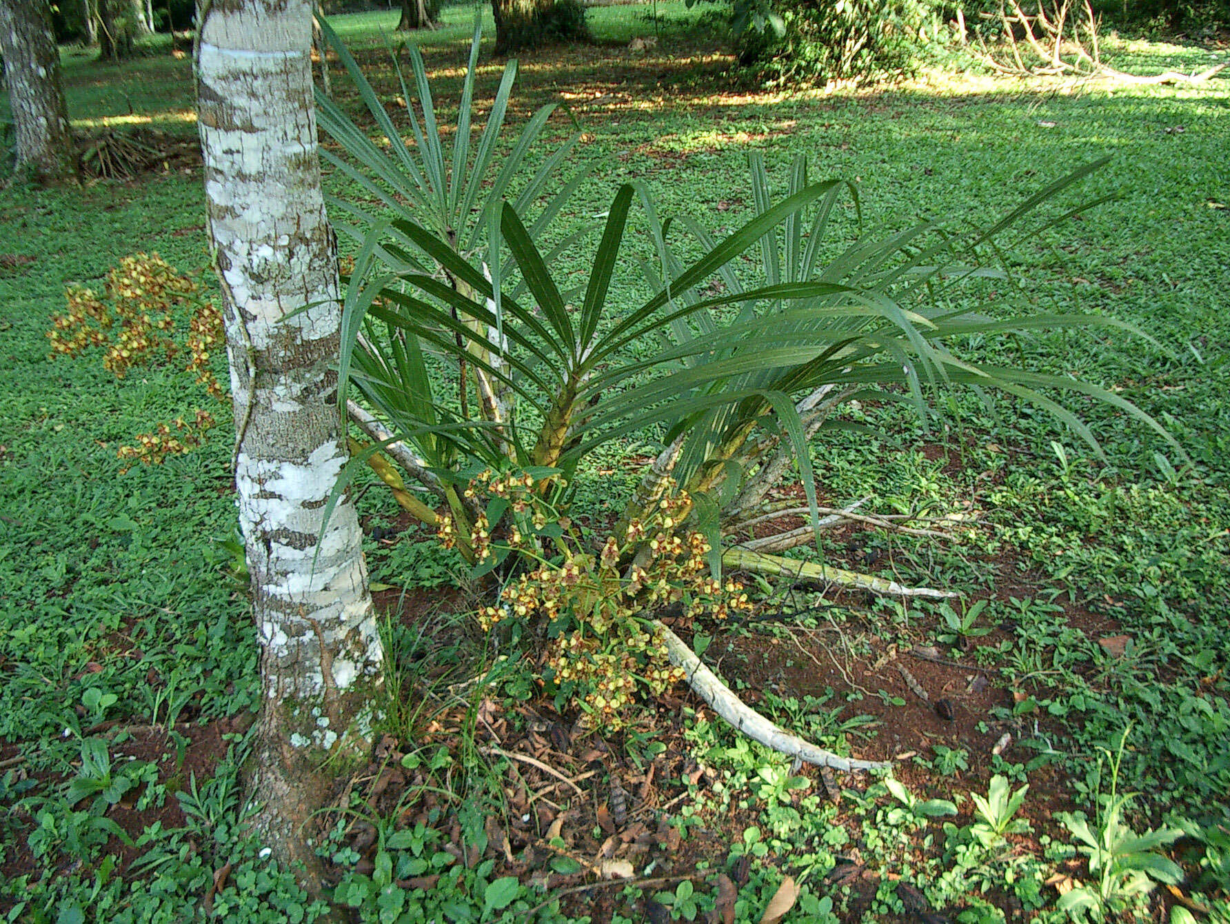 Image of Cyrtopodium palmifrons Rchb. fil. & Warm.