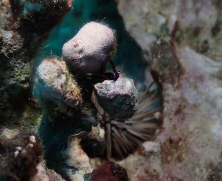 Image of Hawaiian whitefoot hermit