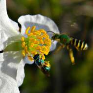 Image of Metallic Green Bees