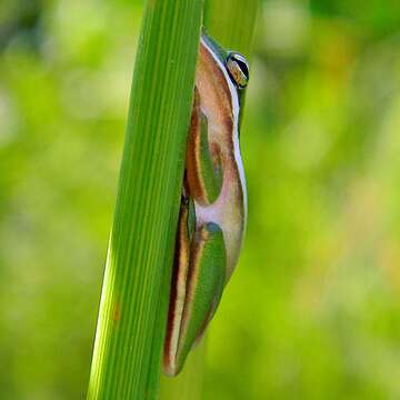 Image of American Green Treefrog