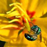 Image of partridge pea