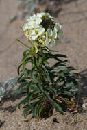 Image of Erysimum concinnum Eastw.