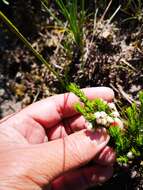 Image of Erica triflora L.