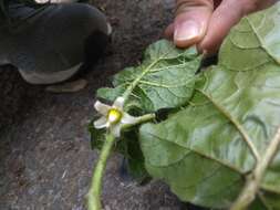 Imagem de Solanum capsicoides Allioni