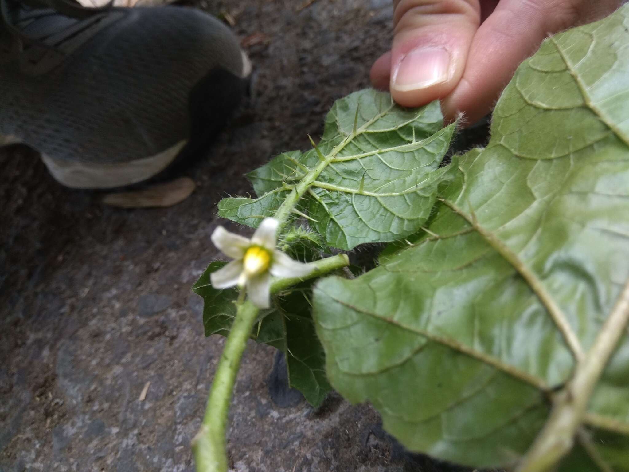 Imagem de Solanum capsicoides Allioni