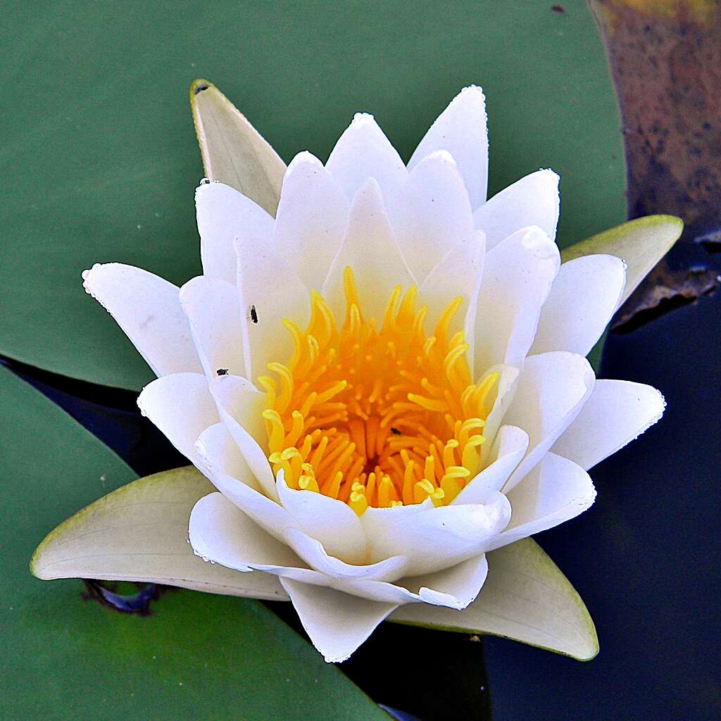 Image of American white waterlily