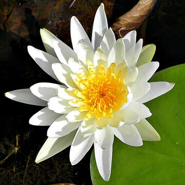 Image of American white waterlily