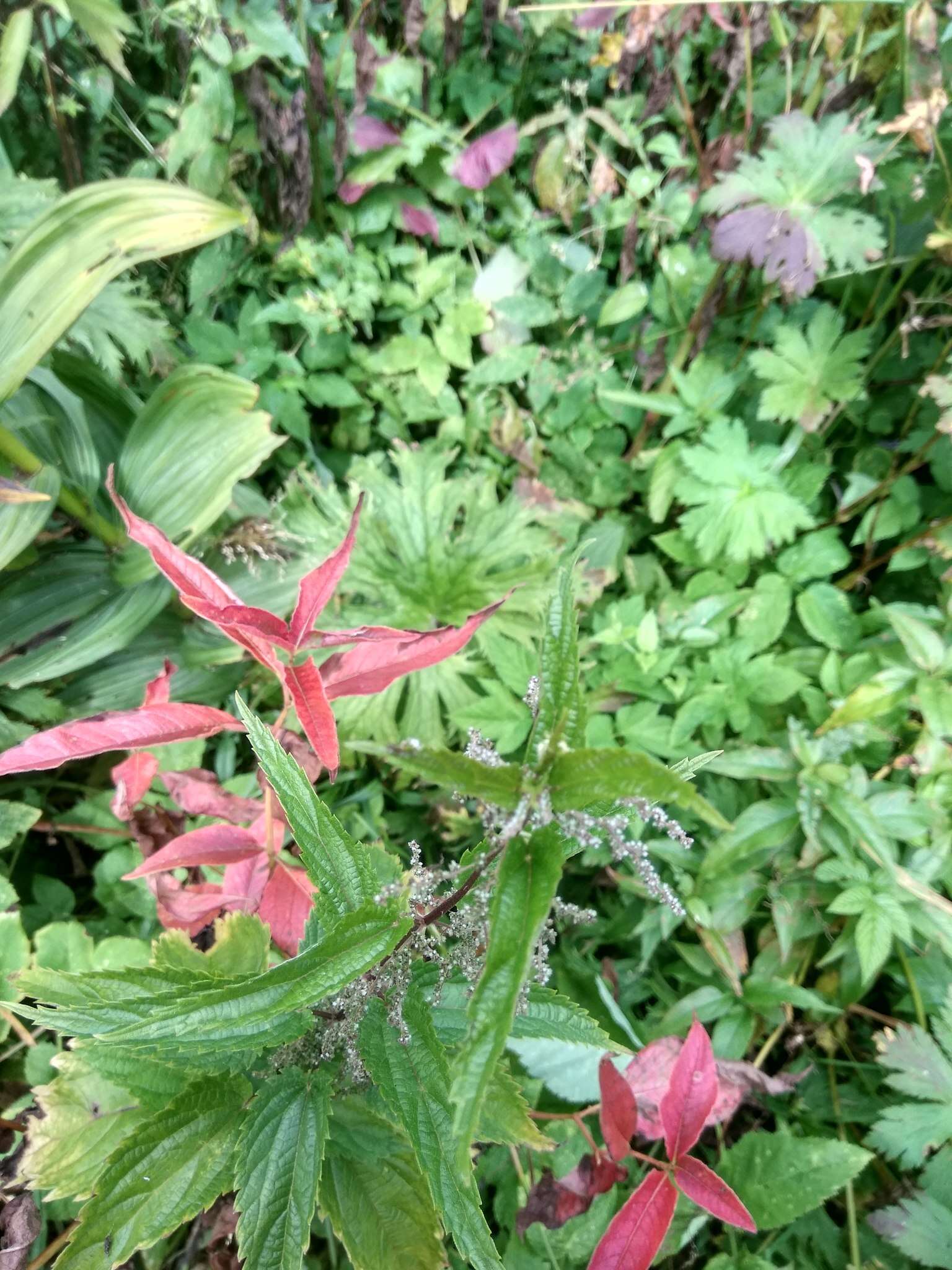 Image of Urtica dioica subsp. pubescens (Ledeb.) Domin