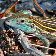 Image of Six-lined Racerunner