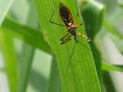 Cosmolestes pictus (Klug 1830) resmi