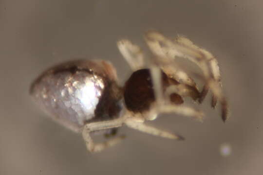 صورة Argyrodes bonadea (Karsch 1881)