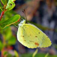 Image of Little Yellow