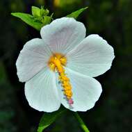 Image of Virginia saltmarsh mallow