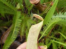 Image of Pitcher plant