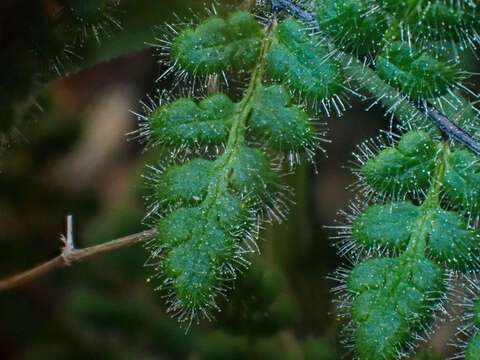 Plancia ëd Myriopteris cooperae (D. C. Eat.) Grusz & Windham