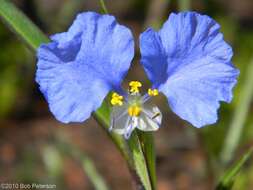 Image of Blousel Blommetjie