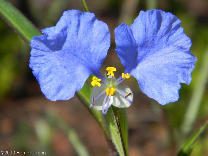 Image of Blousel Blommetjie