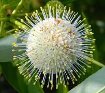 Image of common buttonbush