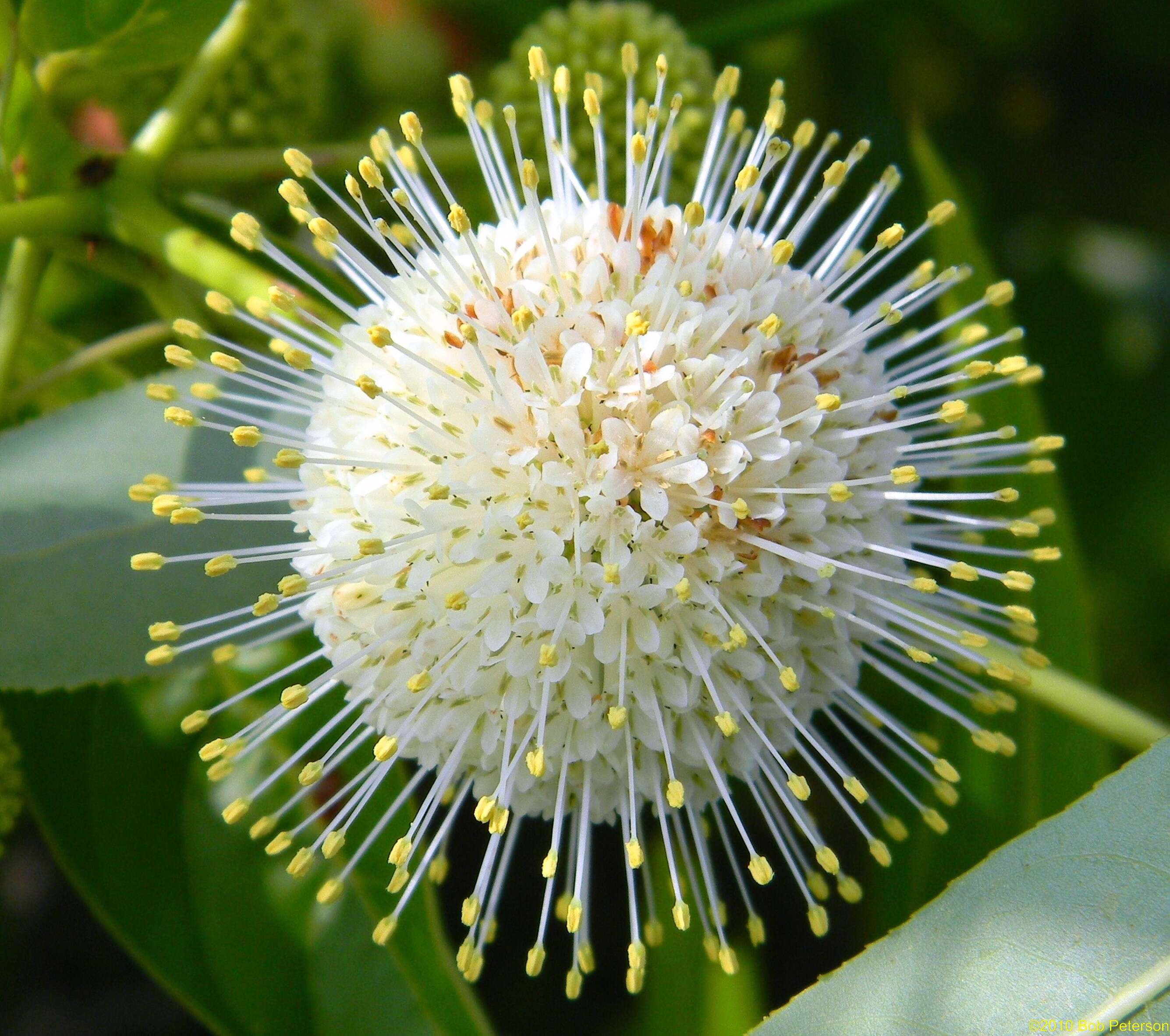 Image of common buttonbush