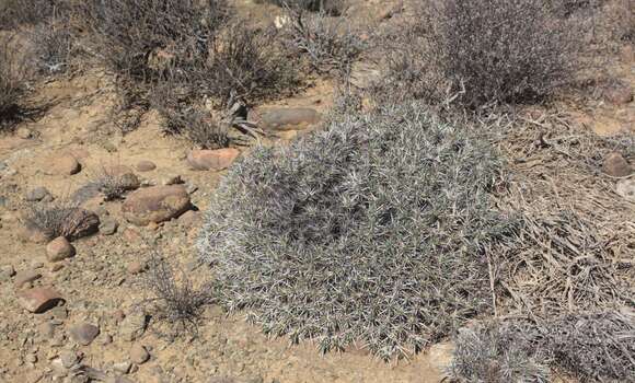 Image of Euphorbia loricata Lam.