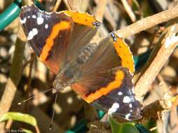 Image of Red Admiral