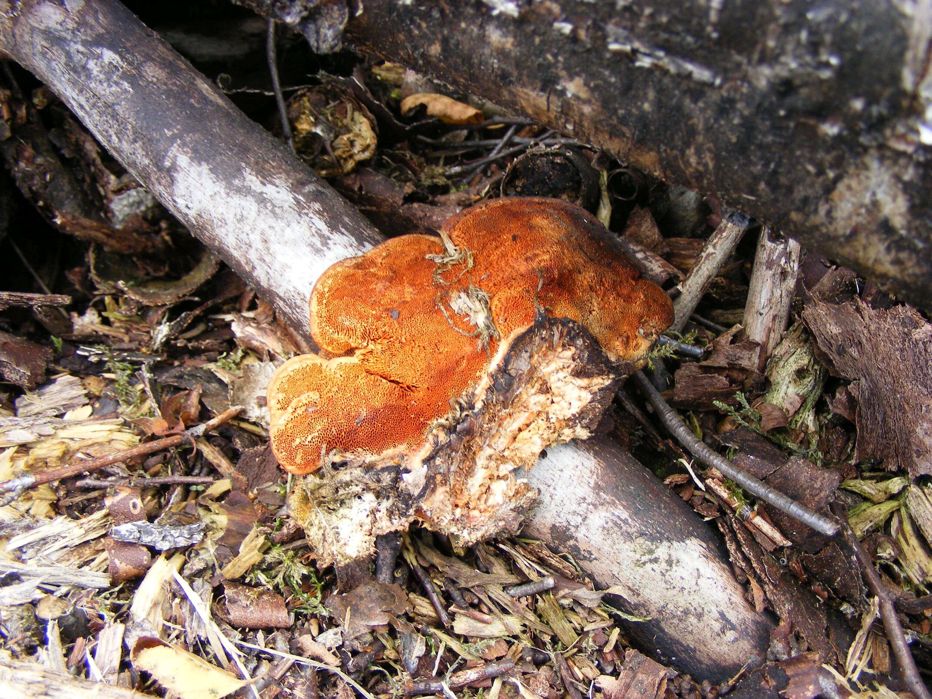 Imagem de Pycnoporus cinnabarinus (Jacq.) P. Karst. 1881