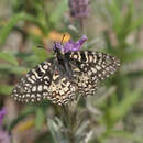 Image of <i>Zerynthia rumina medesicaste</i>