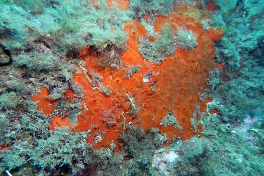 Image of bumping encrusting sponge