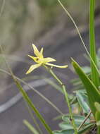 Plancia ëd Angraecum calceolus Thouars