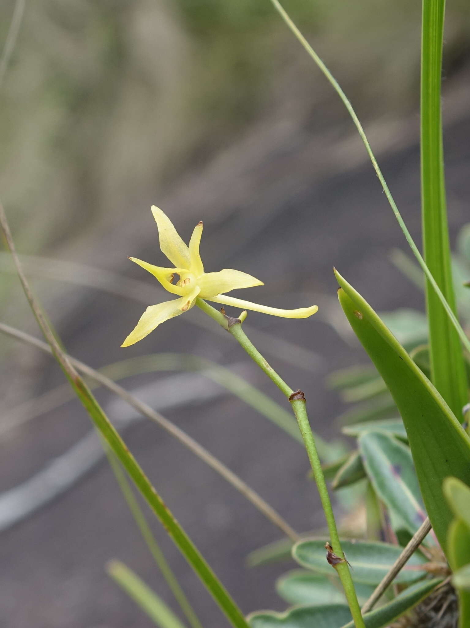 Plancia ëd Angraecum calceolus Thouars