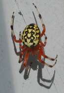 Image of Angulate & Roundshouldered Orbweaver