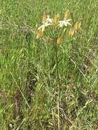 Слика од Triteleia ixioides subsp. scabra (Greene) L. W. Lenz