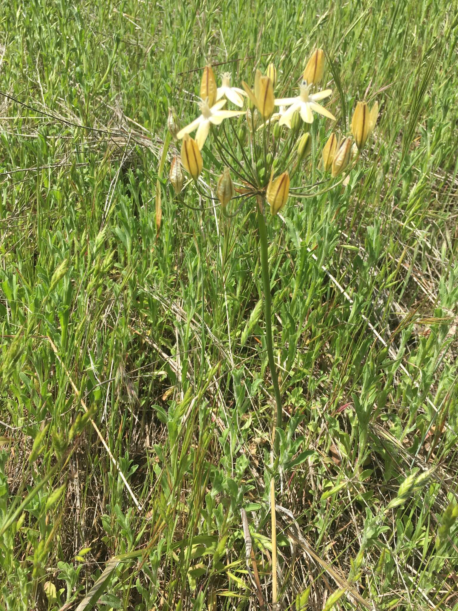 Sivun Triteleia ixioides subsp. scabra (Greene) L. W. Lenz kuva