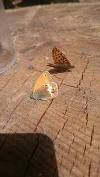 Coenonympha arcania Linnaeus 1761 resmi