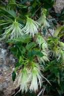 Imagem de Clematis cirrhosa L.