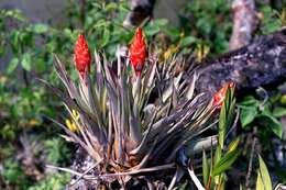 Tillandsia turneri var. orientalis L. B. Sm. resmi