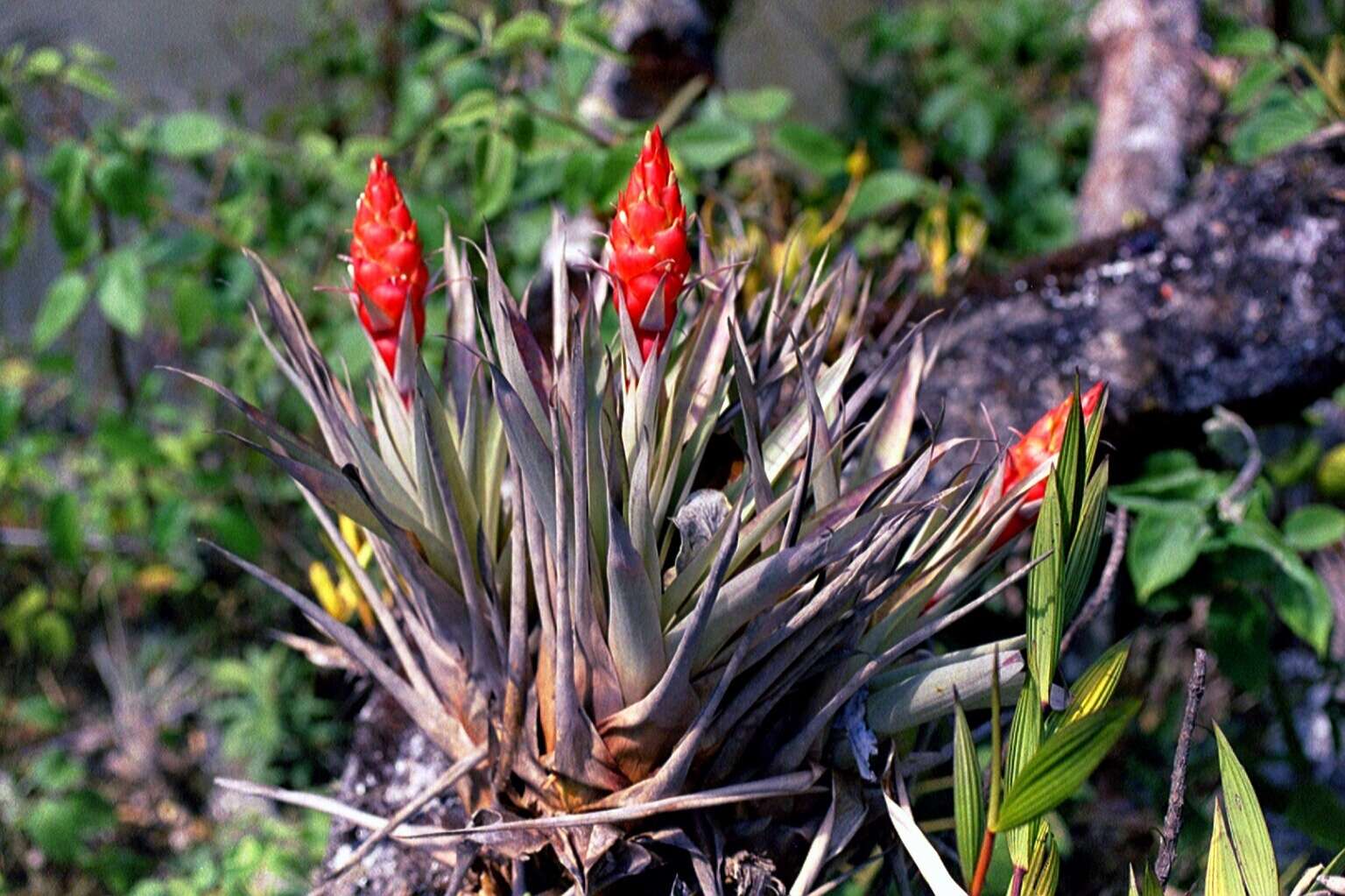 Tillandsia turneri var. orientalis L. B. Sm. resmi